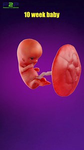 Your growing baby at 10 weeks 🤰👼 | Pregnancy to parenting