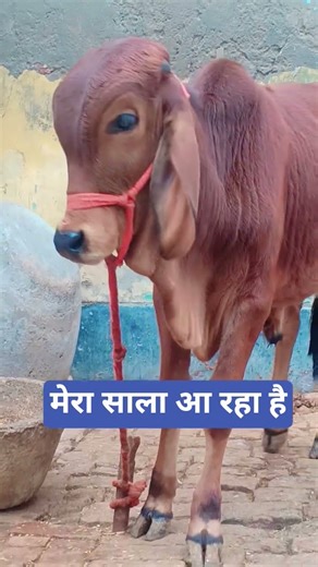 New comedy shorts😭🤣 #comedy #comedyshorts #viral #shorts