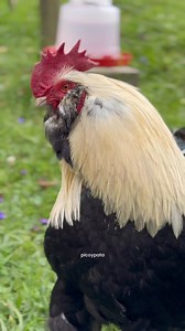 Hermosas Faverolles ☺️ #gallinas #chickens #mascotas | Pico y Pata Gallinas Gigantes