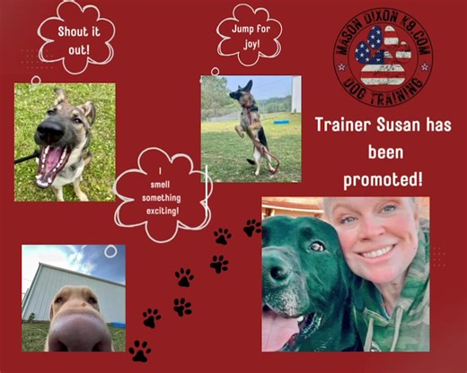 66 reactions · 28 comments | Exciting news to share here at Mason Dixon K9! Trainer Susan has accepted the position as Training Manager! Please help us congratulate Susan on this promotion…… | Mason Dixon K9 | Facebook