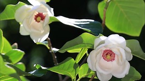 878 reactions | Magnolia sieboldii with amazing blooms in Chengde, China's Hebei Province~~ #bloomingChina #Chinatravel #tourinChina #wonderlandchina #wonderfulChina #amazingChina #WowChina #BeautifulChina #Hebei | romanticplus | Facebook