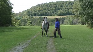 6.1K views · 269 reactions | Draft Cross Gelding 6 year old gelding...