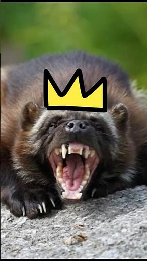 Whats The Strongest Animal A Wolverine Can Beat? #wolverine #wildlife #whowouldwin #shortsfeed