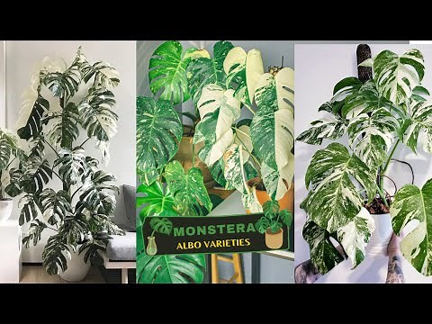 10 Best Monstera Albo Varieties You Must Grow