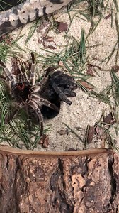 32K views · 724 reactions | MOLTING TIME: This is perhaps the coolest...