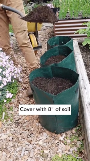 🥔 Potato experiment time! Which have you had more success with #howtogrowpotatoes #growingpotatoes #shorts #fyp #gardening #reel #reels #garden #flowers #gardeningtips #plants #nature #gardenlife #flower #gardendesign #growyourown #gardener #plantsofinstagram #naturephotography #gardeninspiration #growyourownfood #gardens #photography #green #plant #organic #mygarden #flowerstagram #flowersofinstagram #homegrown #gardeninspiration | Gardening Tips