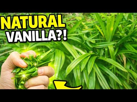 This Leaf Smells Like Vanilla?! (Pandan Secret Revealed