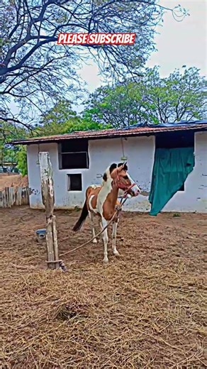 #horse #trending #viralvideo #shortvideo #pleasesubscribe 🇮🇳🐎🐎🐎🐎