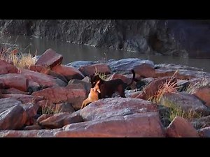 ケニアのクロヒョウ Black Leopard in Kenya｜西遊旅行
