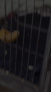 What SuperHero can beat Bat-Squirrel?👇 #cuteanimals #squirrel #waterskiingsquirrel #twiggy #pets #batman | Twiggy The Water Skiing Squirrel