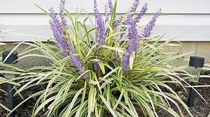 Le Liriope muscari 'Variegata' : un charme élégant pour votre jardin - RTBF Actus