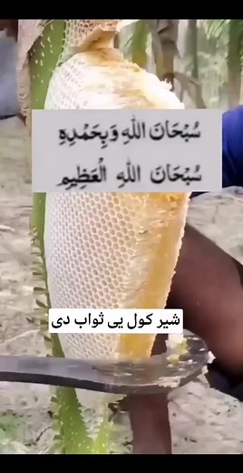 427K views · 23K reactions | یوځل یې ختمن درسره واورئ��� . . . . ....