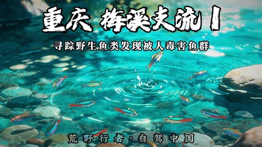 荒野发现人迹罕至的峡谷溪流，探寻那些品种罕见的野生鱼种。