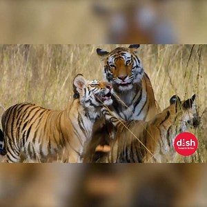 The newest installment of BBC America’s nature series, Dynasties, is here. Experience it today in 4K On Demand at no additional cost! | DISH