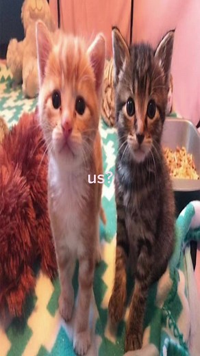 #fyp #viral #us? #kitty #ily