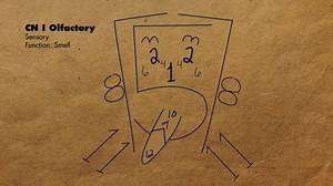 颅神经的功能 The Functions of the Cranial Nerves - MEDZCOOL