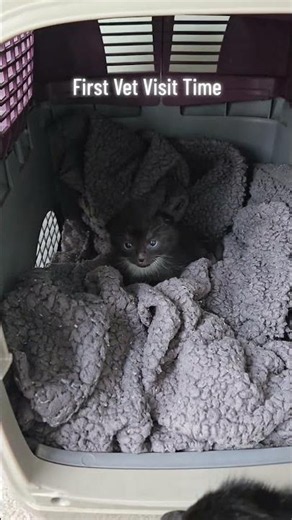 This morning Was exciting #pepsi and #Cola first vet visit since he was born. #rescue #animals #cute
