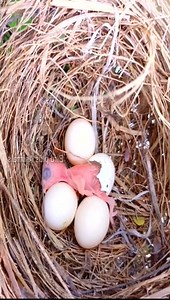 123K views · 4K reactions | First hour of new born bird baby | Lovely Bird Family | Facebook