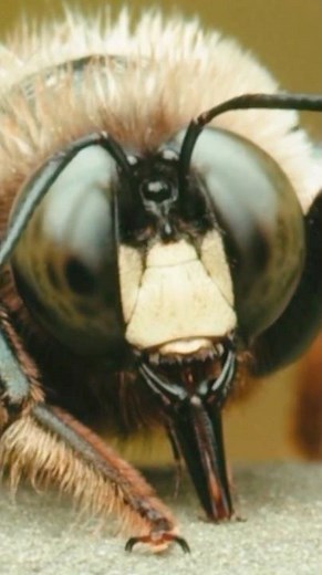 The Hidden World of Bees Revealed