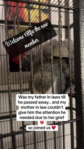 Grieving Parrot Finds New Home After Loss