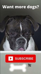 Dogs working from home - Funny videos of Dogs working from home on computers #shorts #dogs #funny
