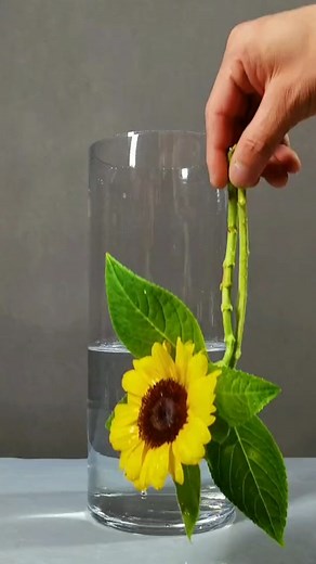 Creative Flower Arrangement Ideas for DIY Enthusiasts