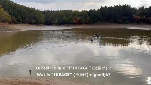Korte uitleg - wat is Ikeage ? Brève explication - qu’est-ce que l’Ikeage ? #ikeage #koi #japansekoi #nishikigoi #carpekoi #carpejaponaise #karpervissen | Kim's Koi