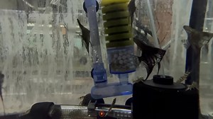 61 reactions | A striking and elegant beauty: The Zebra Lace Angelfish, known for its unique black and white striped pattern and delicate, flowing fins. This variation of the Angelfish features a lace-like pattern on its fins, creating a stunning contrast against its sleek, silver body. A peaceful yet regal addition to any freshwater aquarium. | Pet Zone Tropical Fish, San Diego, California | Facebook