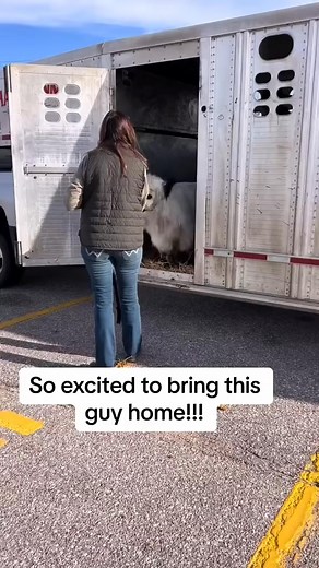 Obsessed!!!!  #minicow #highlandcow #cutecow #ranchlife #fluffycow | Comics Found | Facebook