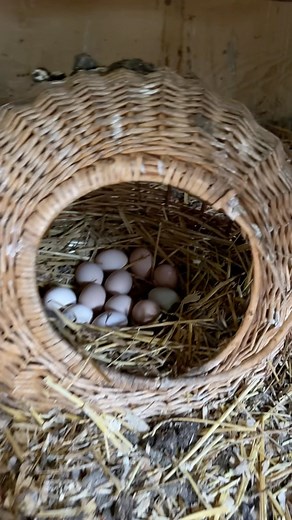 #hen #Toronto.chickens #chickensinwinter #molting #moltingseason #chickencoops #silki #backyardflock #layeggs #farmhouse #countrylifestyle #chickensofinstagram #fresheggs #dailyeggs #easterchick #ameraucana #orpingtonchicken #farmboy #chickensinwinter #easterchick #eastereggs | Chorek.Zone