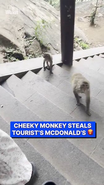 Cheeky monkey snatches tourist's McDonald's meal