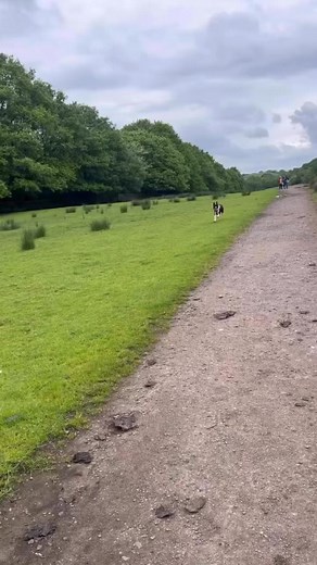 2.2K views · 368 reactions | Barney is back home | Stephen Kelleher | Facebook