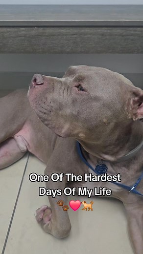 192K views · 11K reactions | Nova's Loss The Usage Of His Hind Legs #americanbullybreed ##adorabledog | Linda Sanders | Facebook