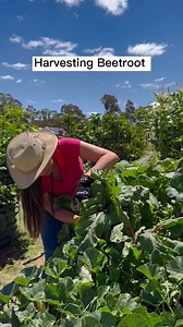 Harvesting Beetroot🥰 | Farm Life in Australia “Dai Meraflor”