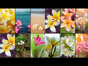 PLUMERIA VARIETIES - Plants Weekly