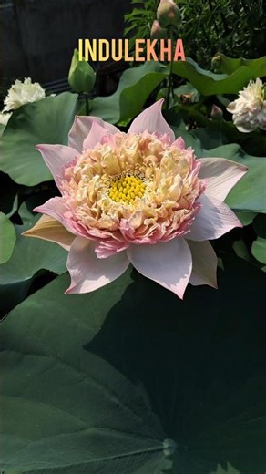 🌸 Stunning Lotus Blooming 🌿 Nature's Beauty at Its Best #Shorts