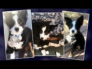 Did the Killer of Idaho College Students Also Murder a Dog?