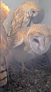 Don’t Blink! 👀 Owl Jump 😲