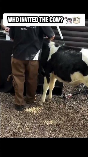 A cow at rave #dj #rave #dance #music #edm #festival #cow #memes #housemusic #musicfestival #funny