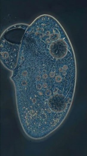 Apoptosis : Cell Death : Paramecium #science #cell #apoptosis #biology #scienceexplained #ncert