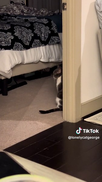 Lonely Cat or Introvert Cat? #fyp #catsoftiktok #lonelycatgeorge #introvertsbelike