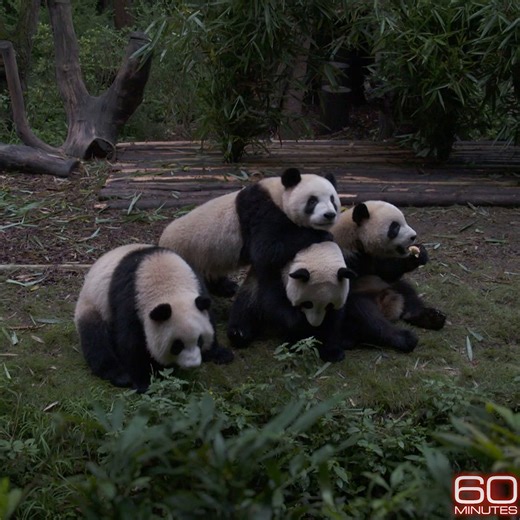 293K views · 19K reactions | Once bound for extinction, giant pandas were saved by their one evolutionary advantage: they're adorable.  Scott Pelley reported on their resurgence in 2019. This week, two giant pandas from China arrived at the National Zoo in Washington, D.C. https://cbsn.ws/3Ycuthk | 60 Minutes | Facebook