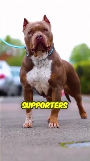 Top 5 Heaviest Dog Breeds in the World! 🐕‍🦺🏋️‍♂️"