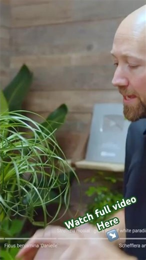 Watering tips Beaucarnea recurvata 🌴 #reels #houseplants #plants #indoorplants #gardening