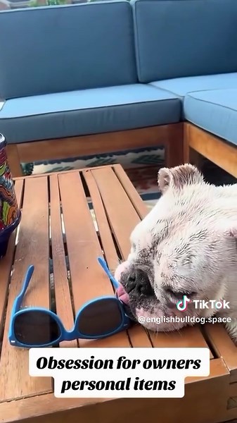 Hilarious English Bulldog Moments That Will Surprise You