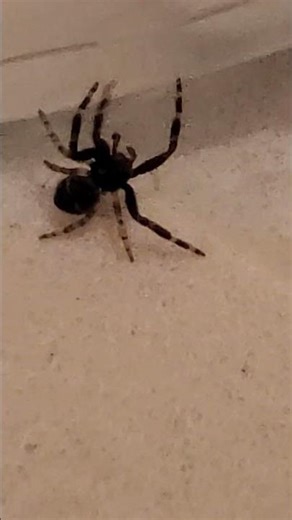 Gif araignée #araignée spider #spider #monster nature #spiders #gif