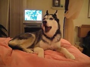 How are you? 😇 Everyone misses you, Mishka 😢 | Goofy Husky