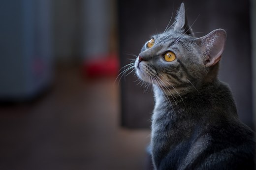 Cats and Allergies | Quick Tips & Advice | Cats Protection