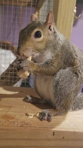 1.8K views · 286 reactions | Yes I'm cheating on my diet. It's my 1a-day low-fat, low-sugar animal cracker and I'm LOVIN IT!!!!! Enjoy a little something extra today! You only live once! | NC Wildlife Rehab | Facebook