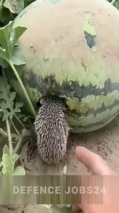 #DIY #LifeHacks #CreativeIdeas #DIYProjects #Crafting #EasyDIY #TikTokDIY #HomeMade #Trending #Viral #ReelsViral #FYP #ReelsDIY #Inspiration #FacebookReels #ReelsTrend #Shorts | Defence Jobs24